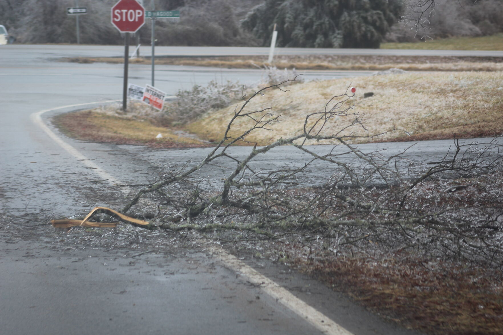 Tree on Rodgers Chapel Road